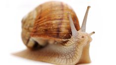 Крем от слуз на охлюви против стареене