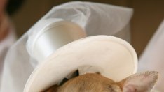 Кучетата се превърнаха в моден аксесоар