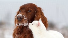 Домашният любимец разкрива характера ви