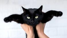 Петък 13-и: Крачка назад, ако видите черна котка