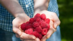 Яжте малини, ако искате да станете баща