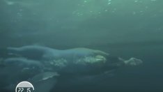 Майкъл Фелпс срещу бяла акула: Кой печели дуела?