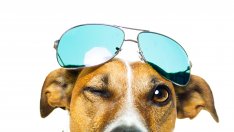 Нова мода, наречена „petsie“ заменя селфитата