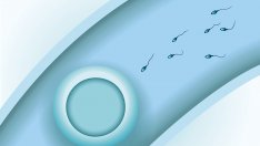 Инфертилитетът и мъжете