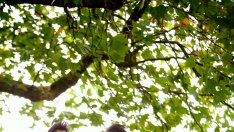 Какви са предимствата на джогинга и на тичането