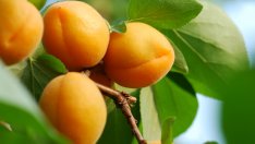 4 причини да похапваме кайсии