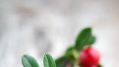 Червената боровинка премахва вредите от мазната храна