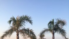 Рита Ора и Люис Хамилтън са гаджета