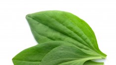 Живовлякът - лековитата билка за всякакви здравословни проблеми