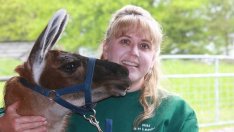 Терапия с лами връща комфорта и желанието за живот и движение на пациенти