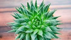 7 растения, които носят позитивна енергия в дома