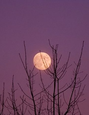 ПълноЛудието е гарантирано от Тимо Маас. По пълнолуние... Снимка: СВ
