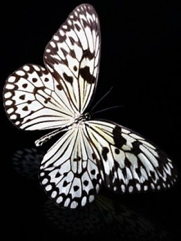 Ако минете през танцов пашкул, вероятно следващата седмица ще бъдете ефирни като пеперуди. Снимка: AMY