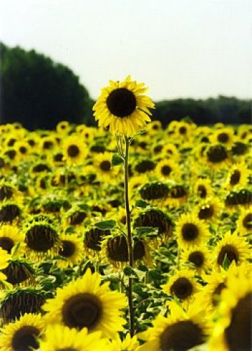 Слънчогледите са красиви, нали? А семките от тях влияят добре върху имунната ви система през зимата. Снимка: scx