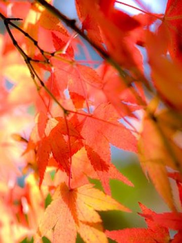 Ноември беше много слънчев и цветен, заслужава да го изпратим с разкъртващо парти. Снимка: sxc