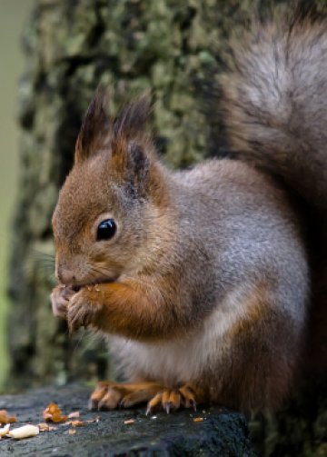 Стига с този страх. Иначе рискувате да прекарате живота си като самотни катерици. Снимка: SXC