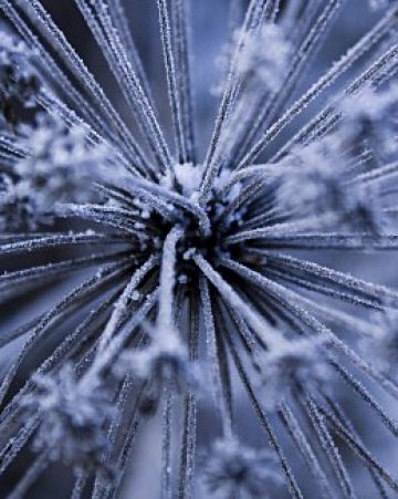 Партито на шведския мафиот Стийв Анджело няма да е никак замръзнало, въпреки че на нас ни се сиак да има сняг вече. Снимка: scx