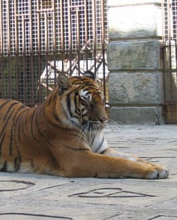 Тигри охраняват златното съкровище на Форт Бояр, към което отново са се устремили 16 българи. Снимки: bTV