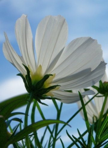 Предпочетохме цветенцето за илюстрация, а не потни от страст тела. Снимка: SXC