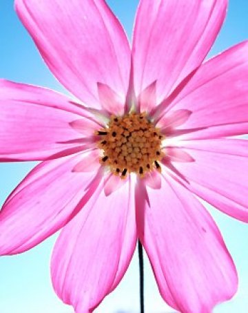 Уловете слънцето като истинско цвете, за да се заредите с витамин D. Снимки: sxc