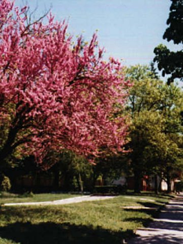 Съвсем скоро алеите ще изглеждат така. Снимки: Милена Димитрова