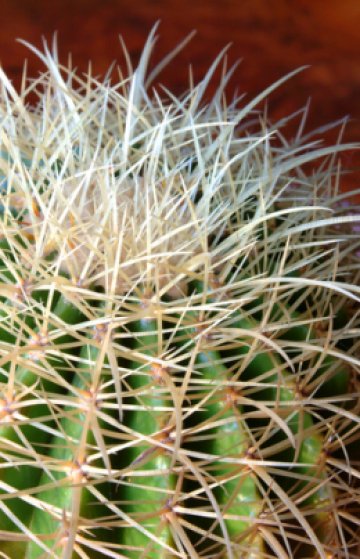 Бодлите понякога лъжат Снимка Dreamstime