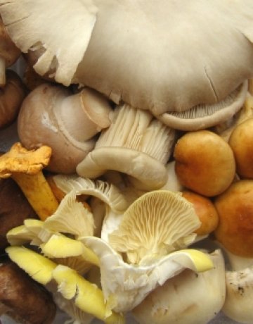Гъбите, не забравяйте гъбите. Снимка: SXC