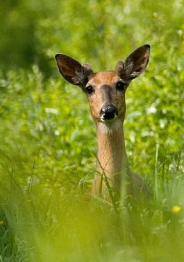 Ние тук не можем да хапваме лосове и елени на килограм, но пък имаме риба. Снимка: sxc