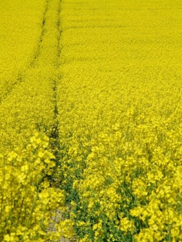 Кихането не е само от цъфналите дървета. Снимки: SXC