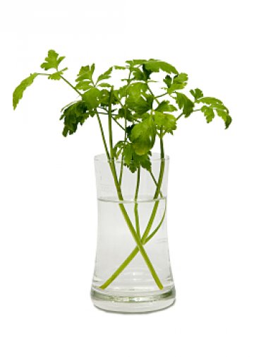 Хапвайте магданоз и няма да ви боли. Снимка: SXC