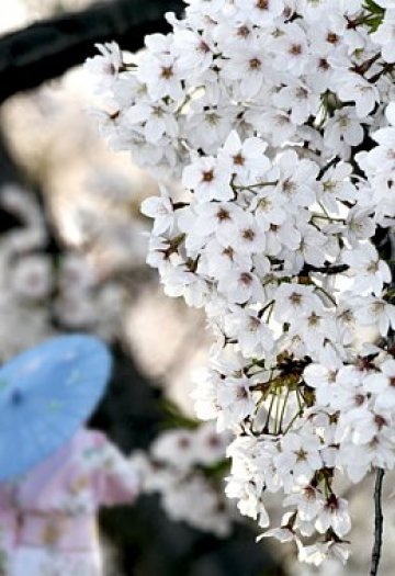 Аромат на вишнев цвят, хубава музика и свежи напитки - перфектно бягство по средата на седмицата. Снимка: Dreamstime