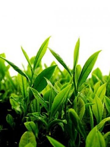 Зеленият чай ще се окаже страхотен щит за кожата. Снимка: Dreamstime