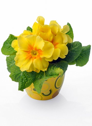 Лично слънце за зимата. Снимка: Dreamstime