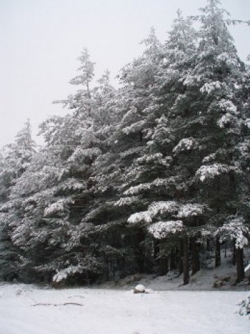 Любима зимна гледка. Борчета с отрупани от сняг клони. Снимки:Милена Димитрова