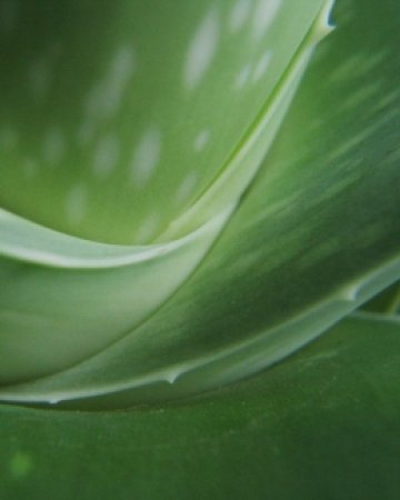 Алое вера дори докато спите...Снимка: Dormeo