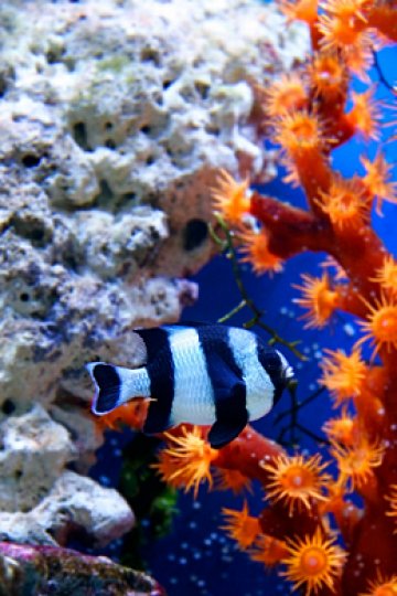 Разноцветна подводна екзотика. Снимка: Dreamstime