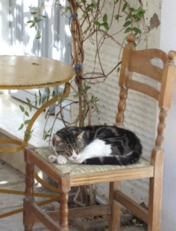 В Испания дори и котките спят от 2 до 4. Снимка: Dreamstime