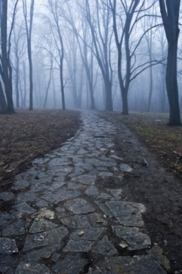 На всеки се е случвало насън да се загуби в гората. Снимка: Dreamstime
