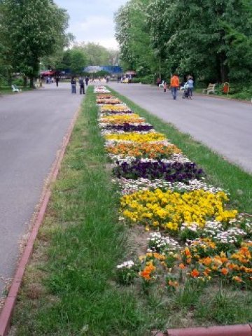 Цветно-зелен килим. Снимки: Tялото