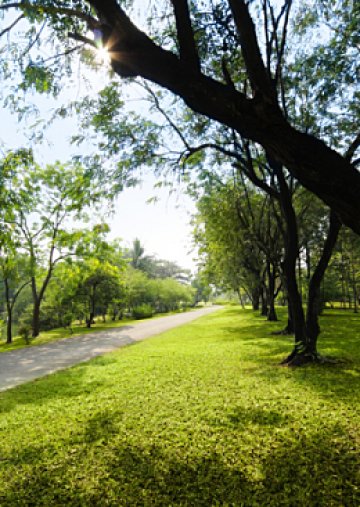 Кислородът е в сянката на дърветата...Снимка: Dreamstime