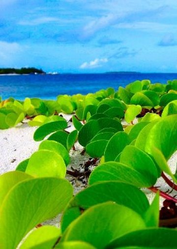 Зелено, синьо и бяло - основните цветове на Малдивите. Снимки: Picstropical