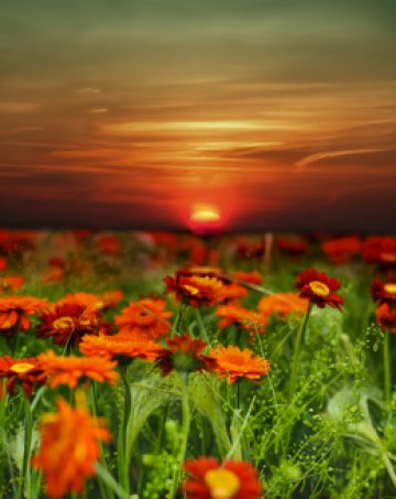 Цветно мечтание. Снимка: Dreamstime