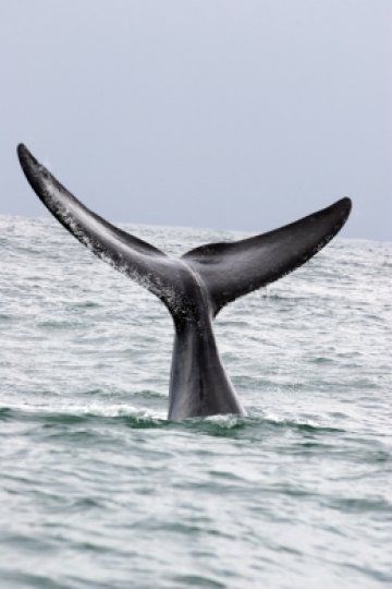 Снимка: Dreamstime