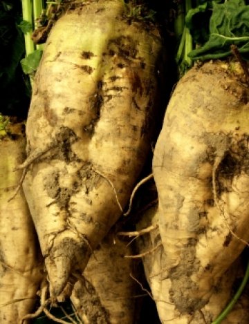 Снимка: Dreamstime