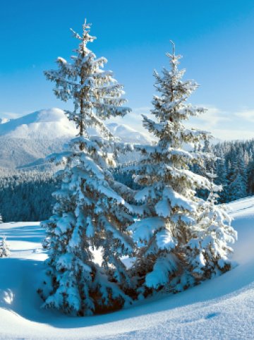 Снимка: Dreamstime