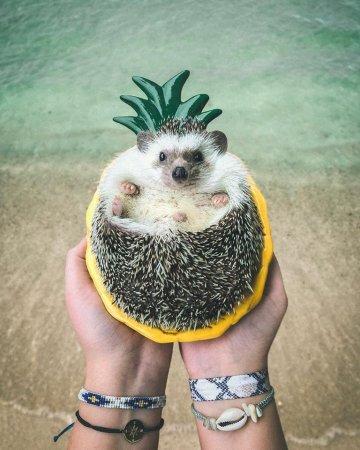 Източник: Mr.Pokee the Hedgehog/Facebook