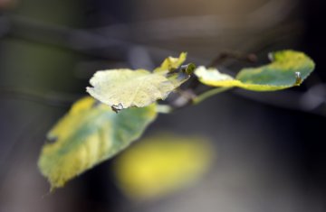 Снимка: Олег Попов, Tialoto.bg