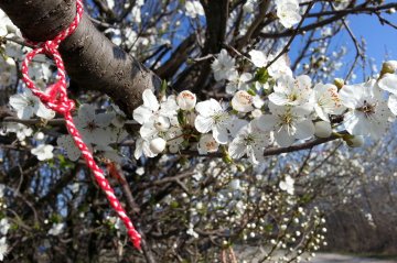 Снимка: Булфото