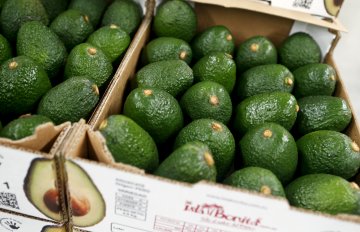Авокадо. Снимка: Reuters