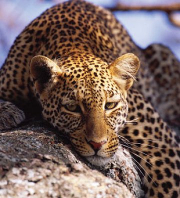 Снимка: Despair.com